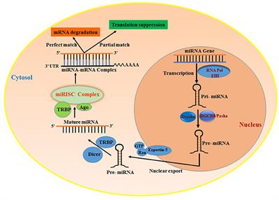 Deciphering Non-coding RNAs in Cardiovascular Health and Disease